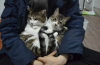 고양이 분양