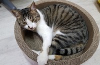 코리안숏헤어 암-수분양