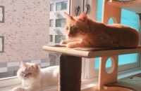 고양이 책임분양