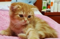 폴드  한살된 남아 분양합니다 오산