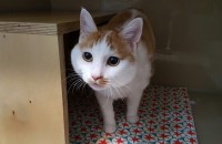 코리안숏헤어 여아(중성화완료)분양합니다.