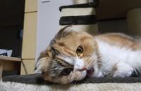 폴드분양합니다 오산