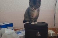 2개월된 아기고양이 분양입니다