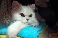 얌전한 두마리 입양보냅니다