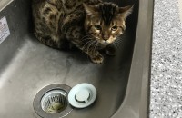 뱅갈 남아 분양합니다 나이는 9개월정도