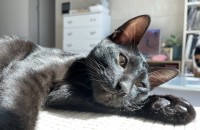 너무 귀엽고 애교 많은 5개월 된 올블랙 코숏 분양합니다.