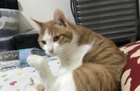 1년 6개월된 코숏분양합니다 수원