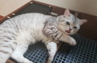 다견다묘가정에서 페르시안친칠라2년,페르샨+아메숏믹스 1년남아들