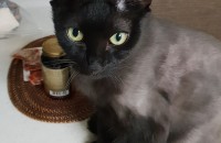 2015년에 입양한 냥이 분양합니다