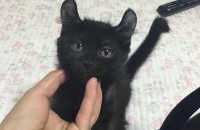 아메리칸컬 새끼고양이