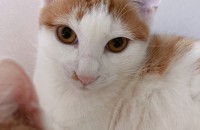 경기도 부천 12개월 코숏태비 입양보내요