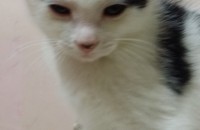 2개월된 냥이들