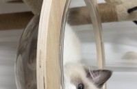 고양이 렉돌 분양