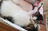 인천 코숏 분양해요