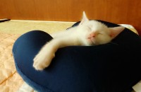 고양이 분양합니당