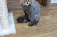 고양이 무료분양 합니다