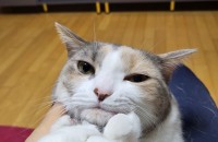 귀여운 여아냥이 분양합니다