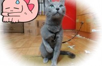 러시안블루/여아 무료분양입니다.