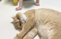 부산 페르시안 치즈색 나나의 가족이 되어주세요