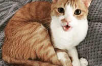 서울/경기의정부 5살 코숏 치즈태비 무료 분양합니다.