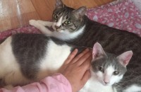 코솟 3마리 가족  가족분 찾아요