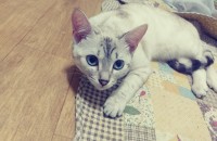 뱅갈고양이 키우실분~~~~?(무료)