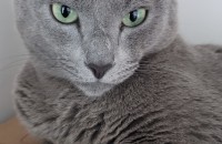 러시안 블루 무료분양합니다.