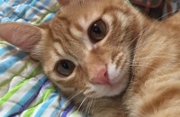 9개월된 코리안 숏헤어 여아 분양합니다!