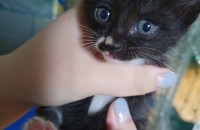 코숏 진짜 아깽이들 분양합니다!정말귀여워요ㅠㅠ