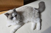 렉돌남아 분양합니다
