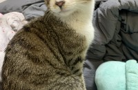 고양이 무료분양