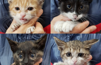 (부산)2달된 아깽이들 분양합니다.(너무 먼지역만 아니면 데려다 드릴 생각도 있습니다)