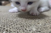 렉돌 아기냥이 주인되실분 구합니다