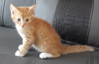 [서울/경기] 2개월 아기냥 2마리 분양합니다.