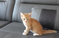 2개월 아기냥 2마리 분양합니다.