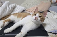 7개월 고양이 무료분양