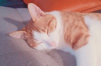 애교 많고 예쁜 개냥이, 부부의 따뜻한 주인을 찾습니다 :-)