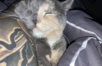 먼치킨 롱레그 무료분양