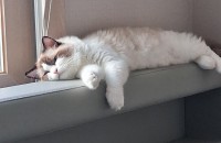 랙돌 무료분양합니다