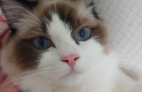 경기도 고양이 무료분양합니다