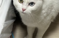 귀여운 오드아이 고양이 무료분양합니다.(중성화 완료)