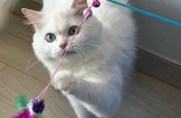 외모도 성격도 매력적인 오드아이 고양이 분양합니다!