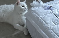 성격도 외모도 매력적인 화이트 오드아이 고양이 분양합니다!