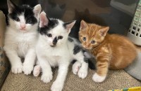 2개월차 아기 고양이 3마리