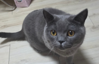 사랑스러운 고양이를 새 주인에게 보내고자 합니다.