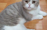 순둥이 예쁘게 키워주실분 찾습니다(서울 금천구)