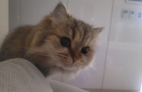 페르시안친칠라 여아 무료분양