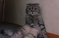 반려묘 스코티쉬폴드 분양중