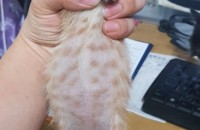 코숏 아기고양이 4마리 무료분양