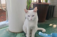 너무너무 예쁜아이 입양 보냅니다!